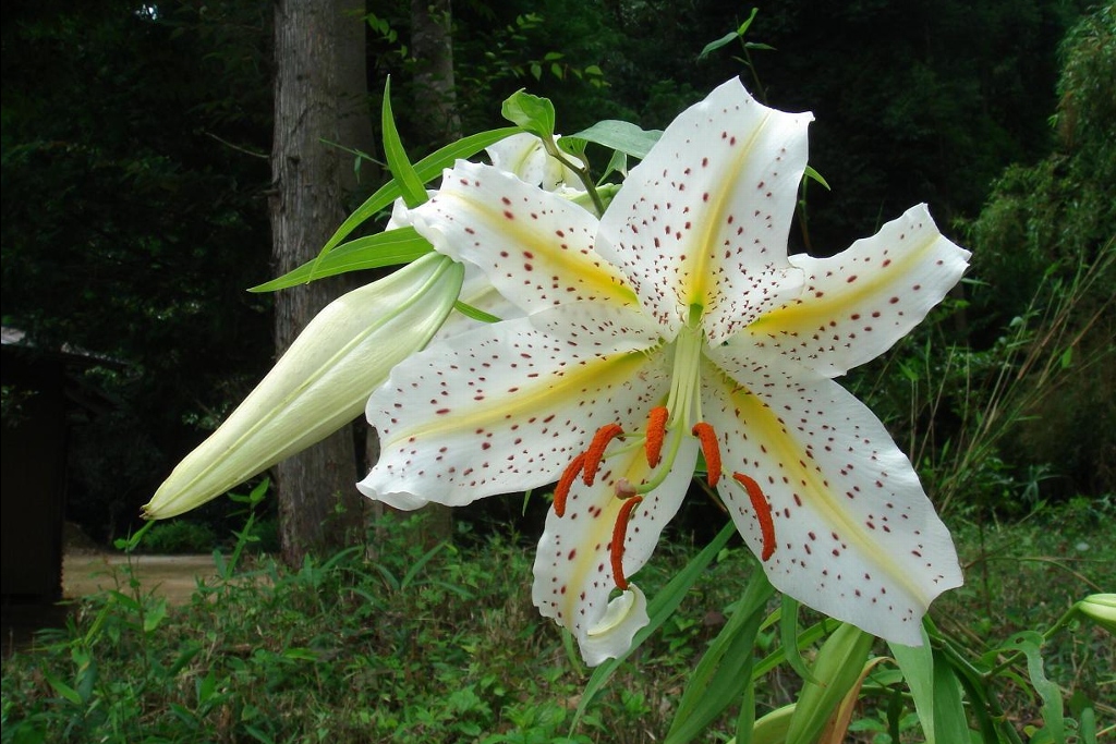 لیلیوم اوراتوم